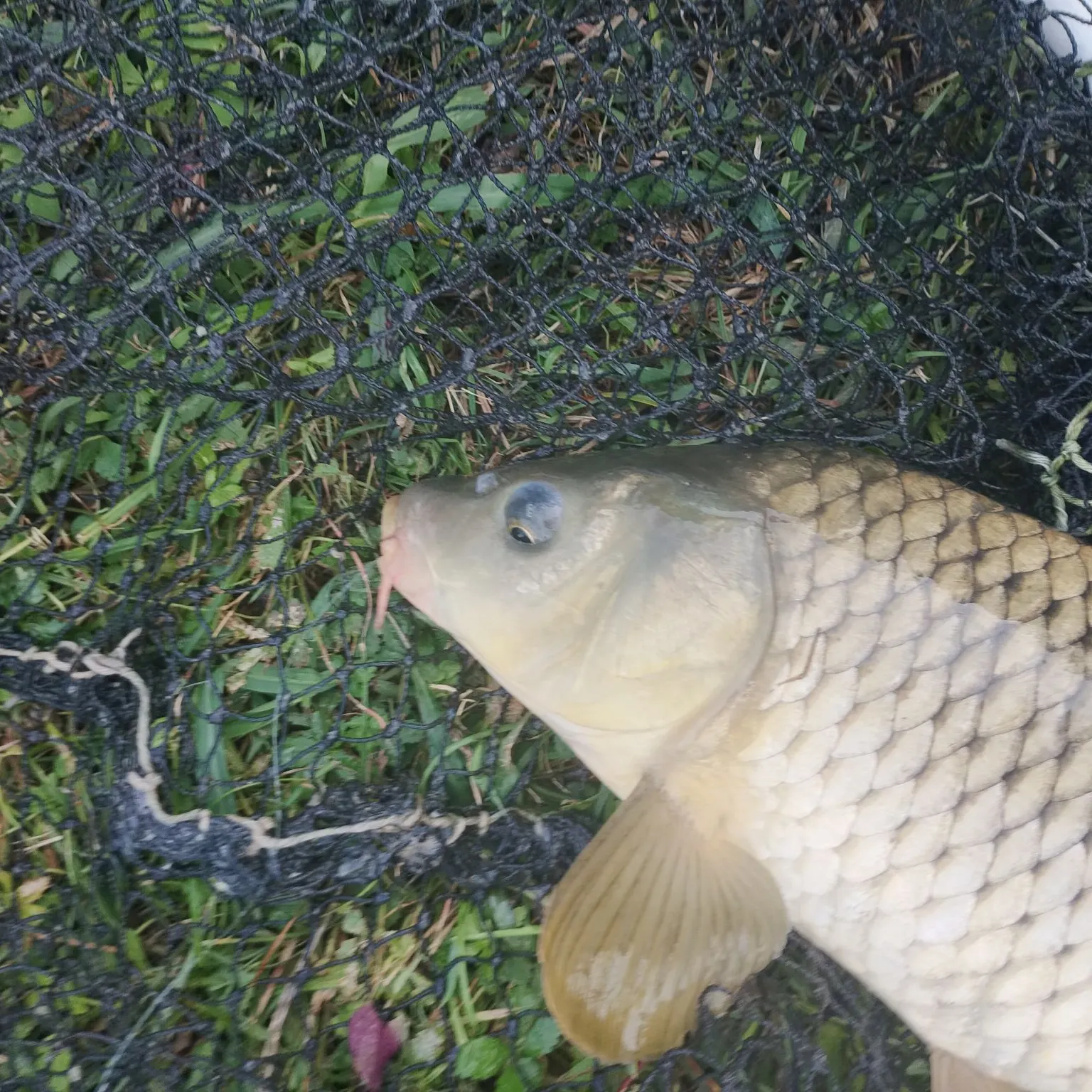 Common carp caught on Fishbrain