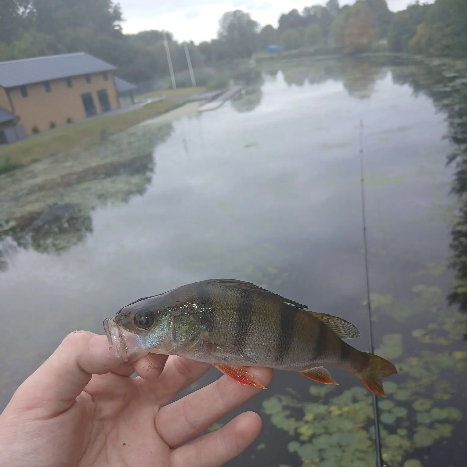 European perch caught on Fishbrain