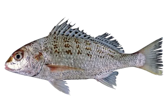 Fishing in Mackay (Australia) ️️️️ Find Spots, Species & Tips