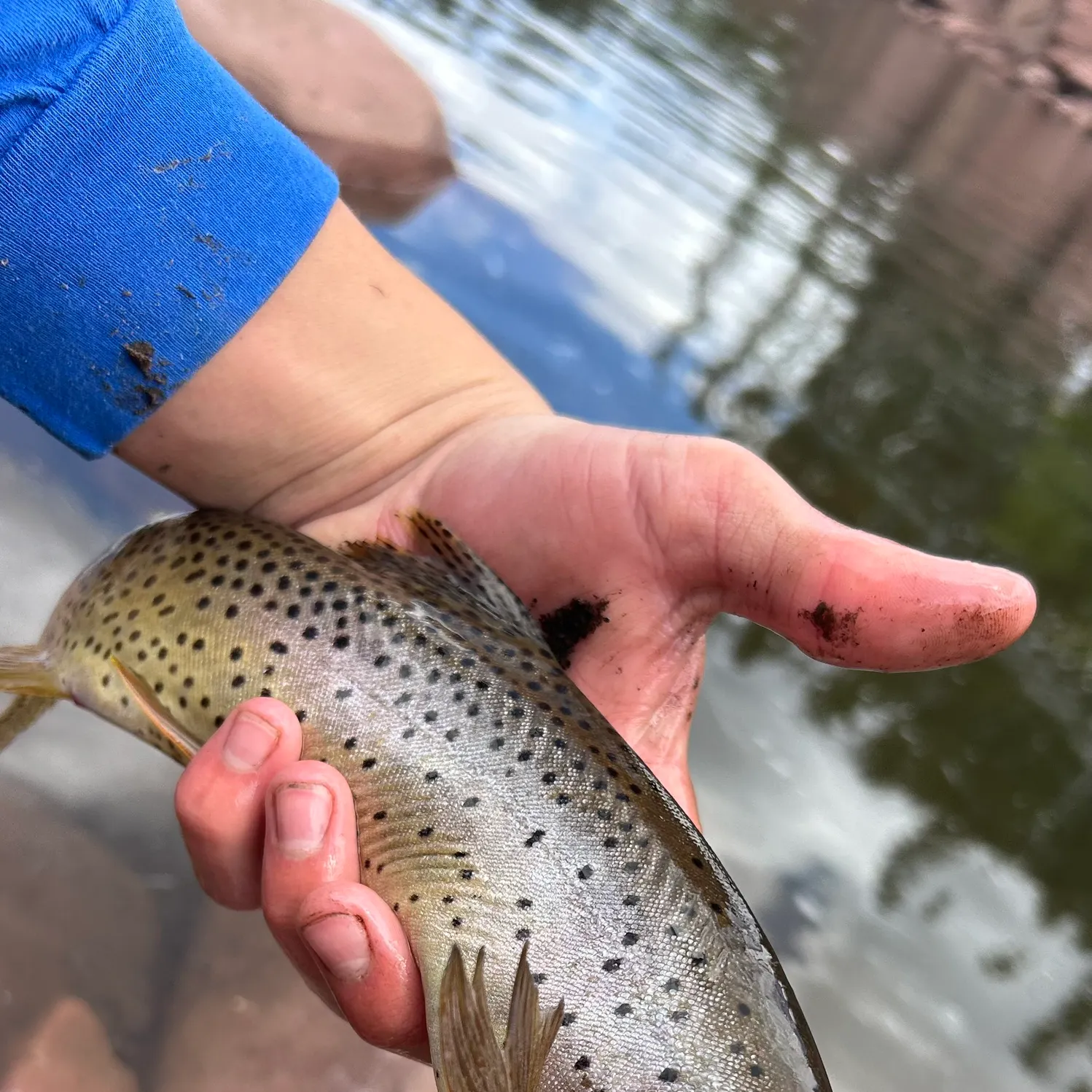 The most recent Colorado river cutthroat trout catches on Fishbrain