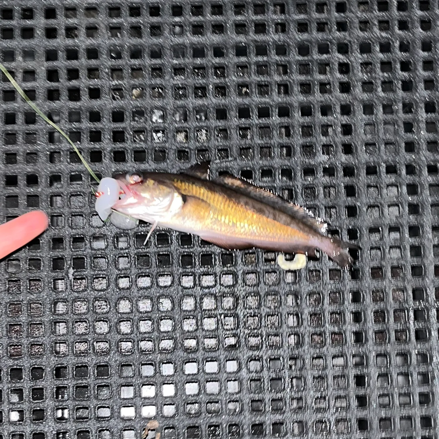 The most recent Red codling catches on Fishbrain