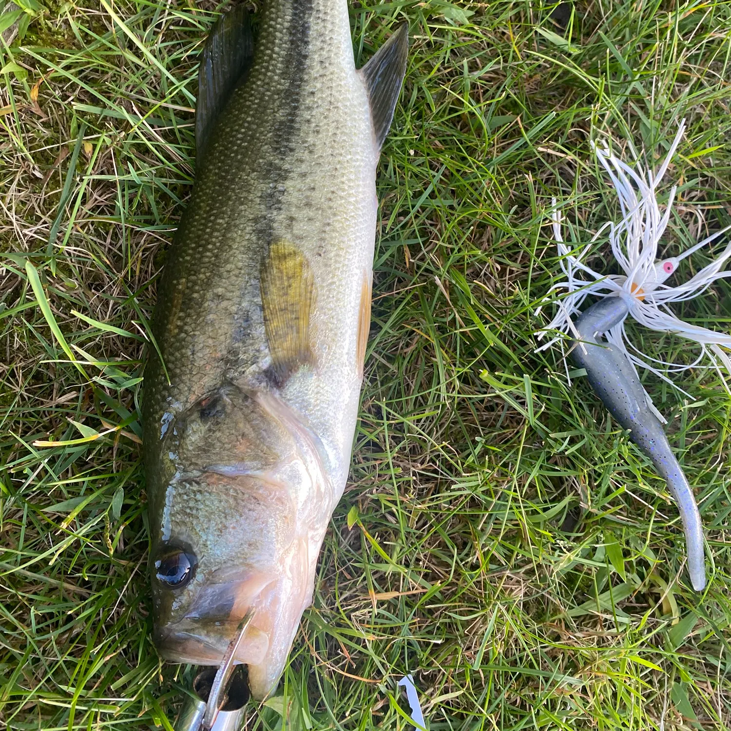 Largemouth bass caught on Fishbrain