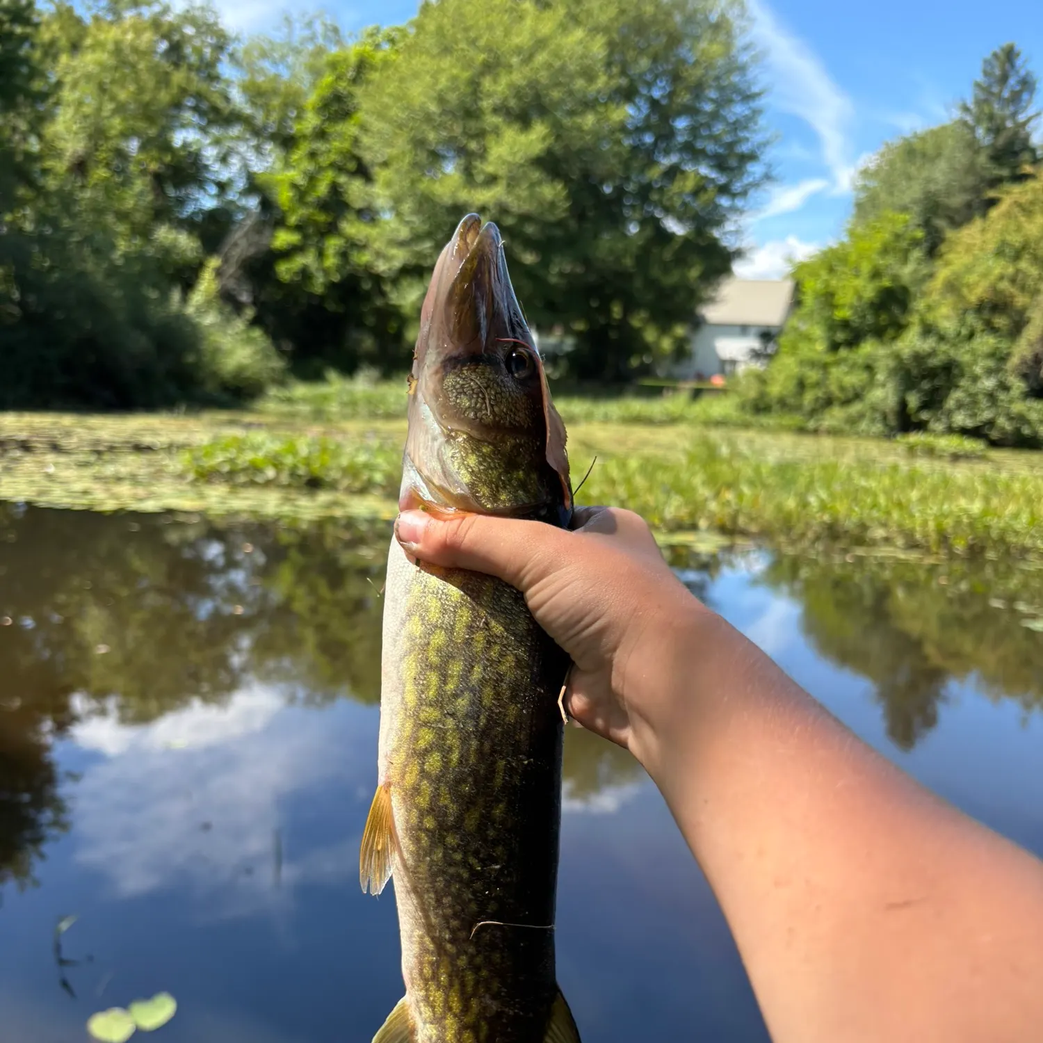 Chain pickerel caught on Fishbrain