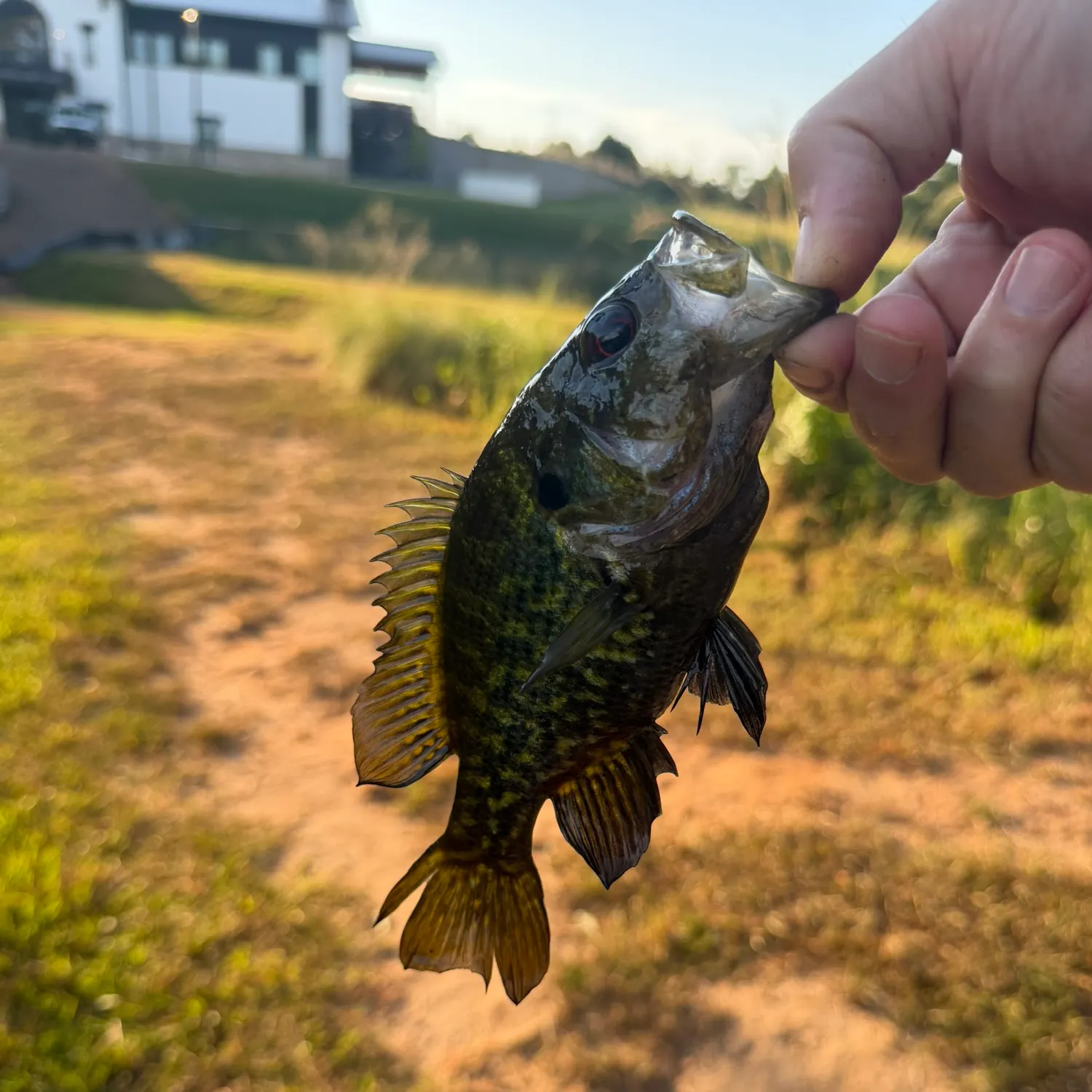 The most recent Warmouth catches on Fishbrain