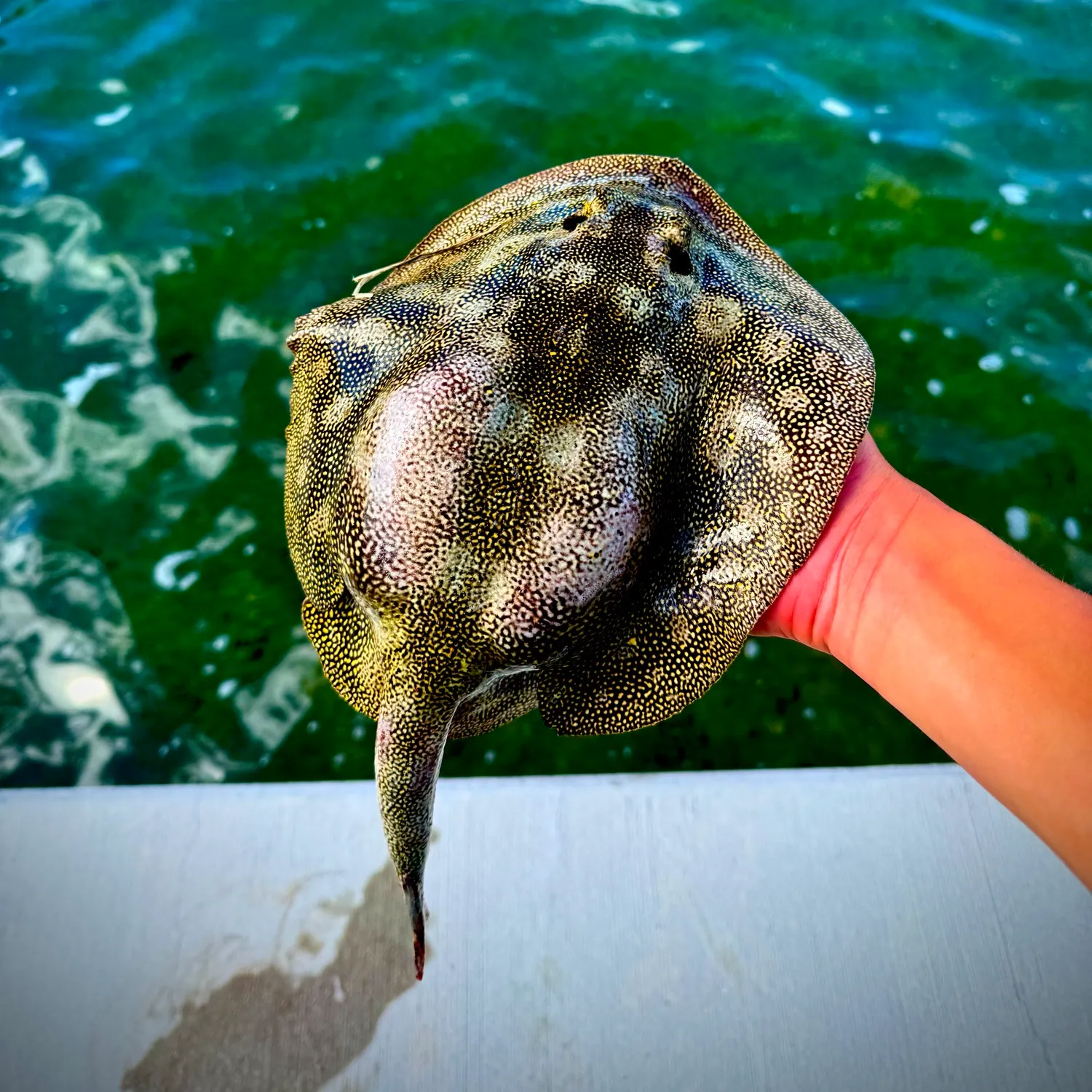 The most recent Yellow stingray catches on Fishbrain