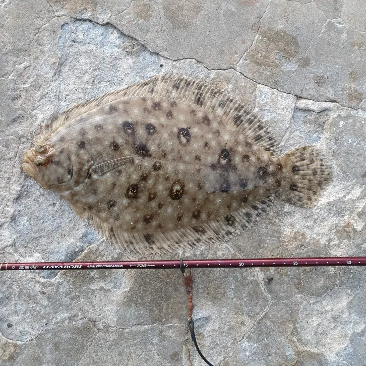 Black flounder caught on Fishbrain