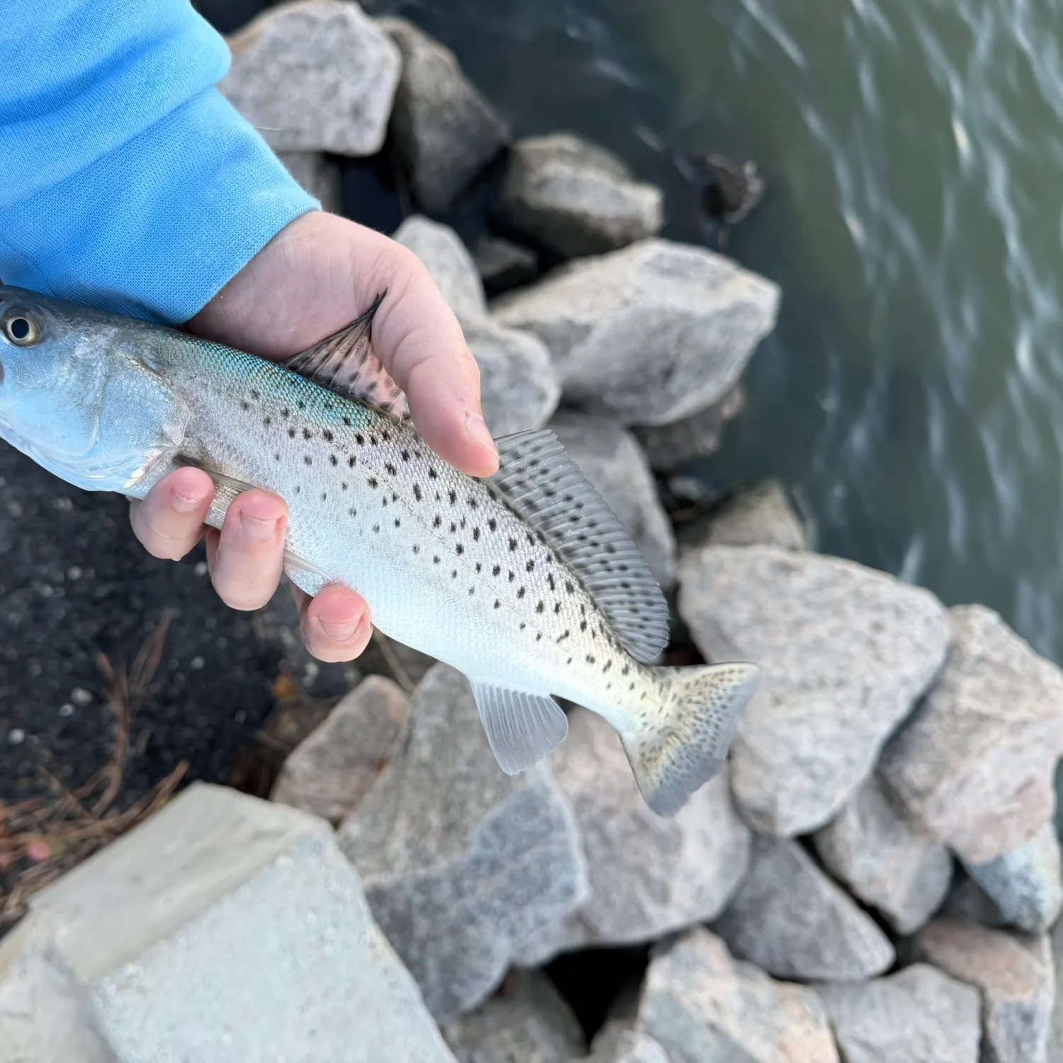 Spotted seatrout caught on Fishbrain