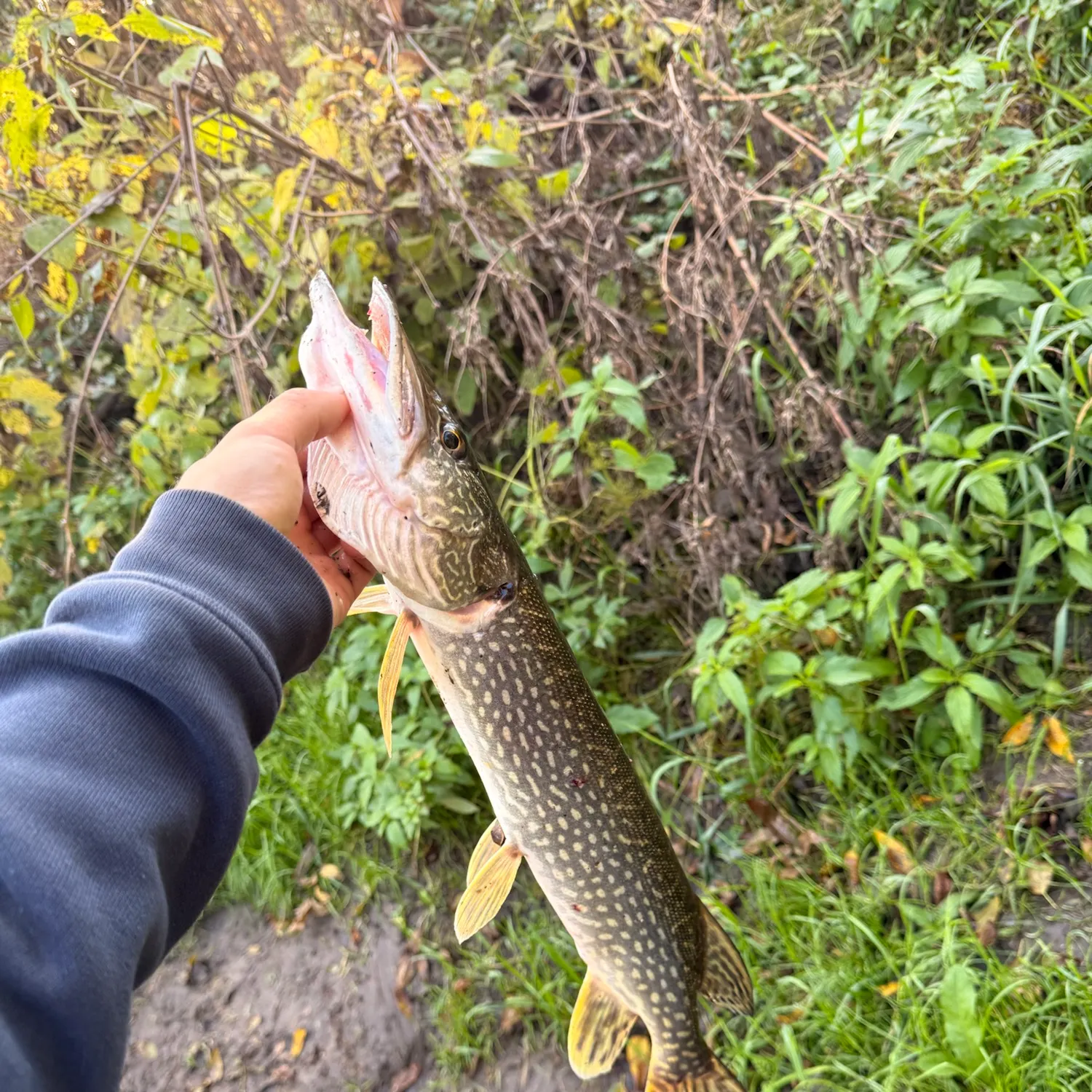 Northern pike caught on Fishbrain