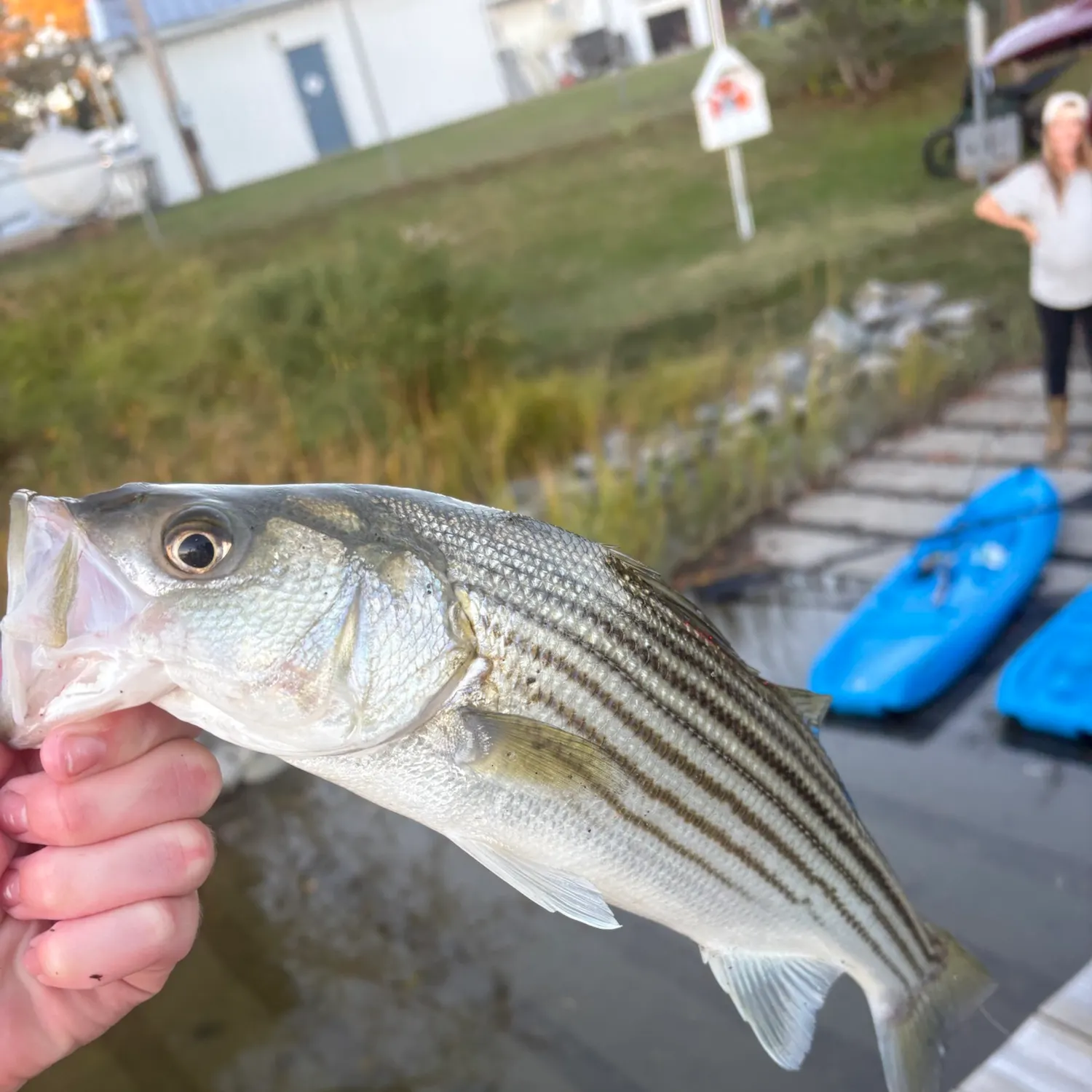 Striped bass caught on Fishbrain