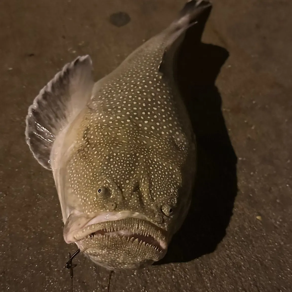 The most recent Northern stargazer catches on Fishbrain