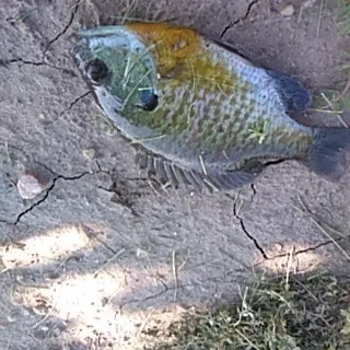 Bluegill caught on Fishbrain