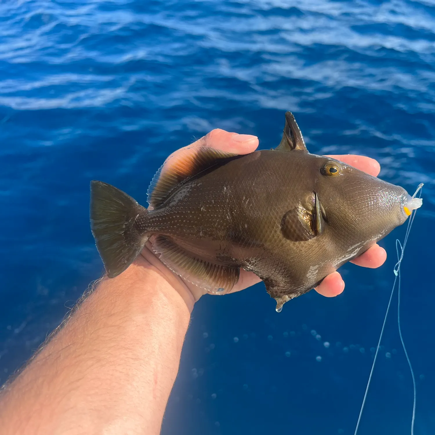 The most popular recent Bridled triggerfish catch on Fishbrain