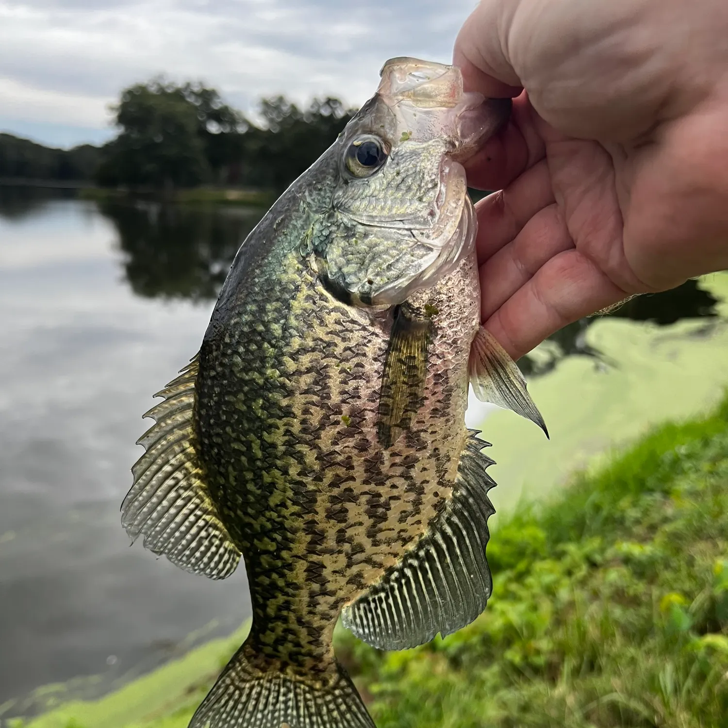 Black crappie caught on Fishbrain
