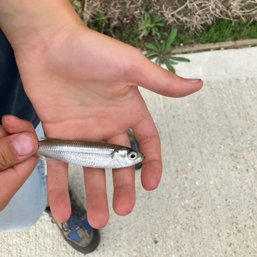 The most recent Atlantic herring catches on Fishbrain