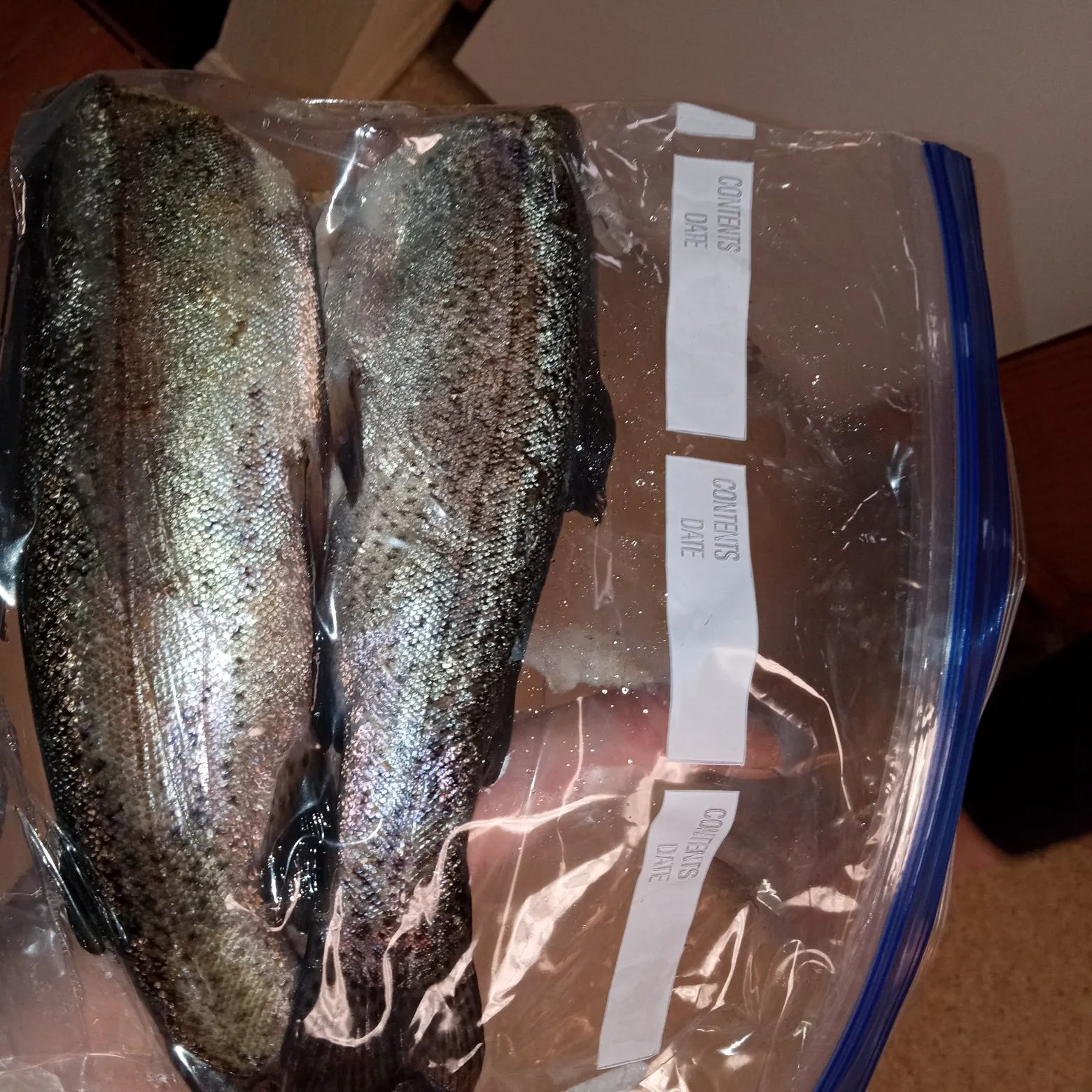 recently logged catches
