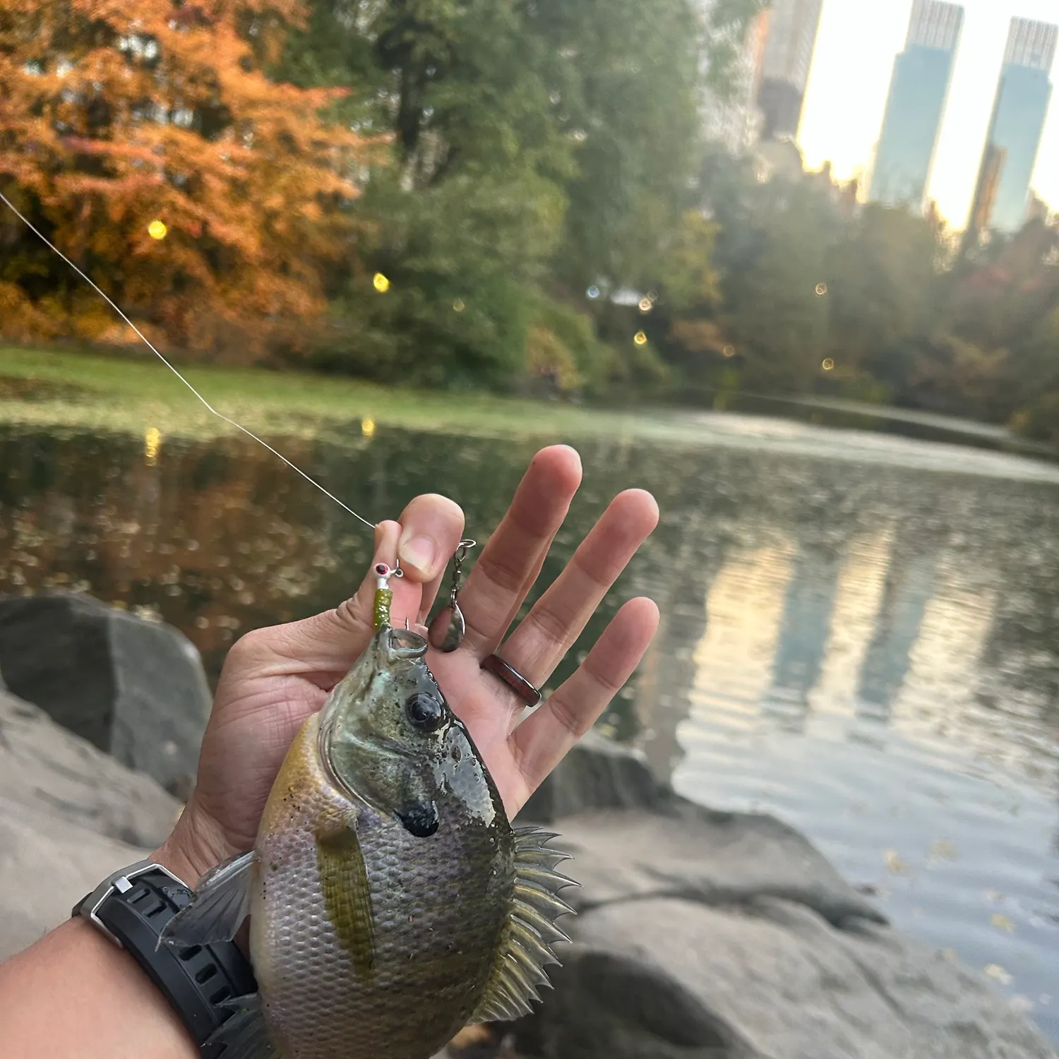Bluegill caught on Fishbrain