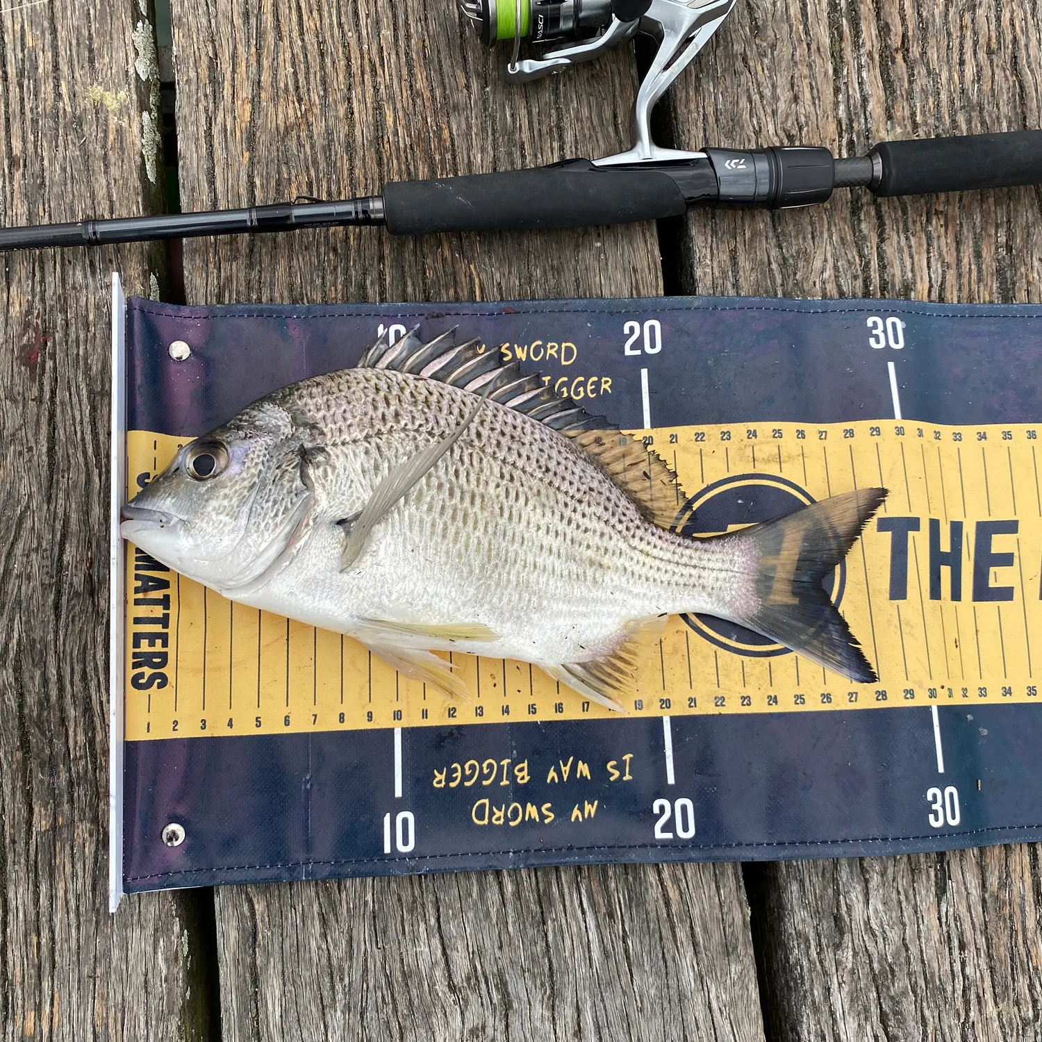 recently logged catches