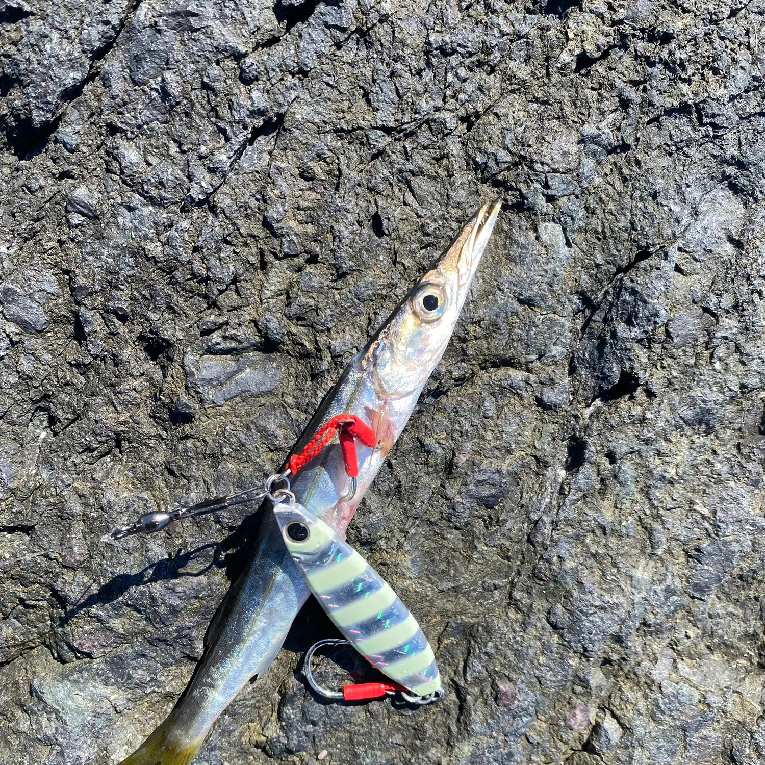 Pacific barracuda caught on Fishbrain