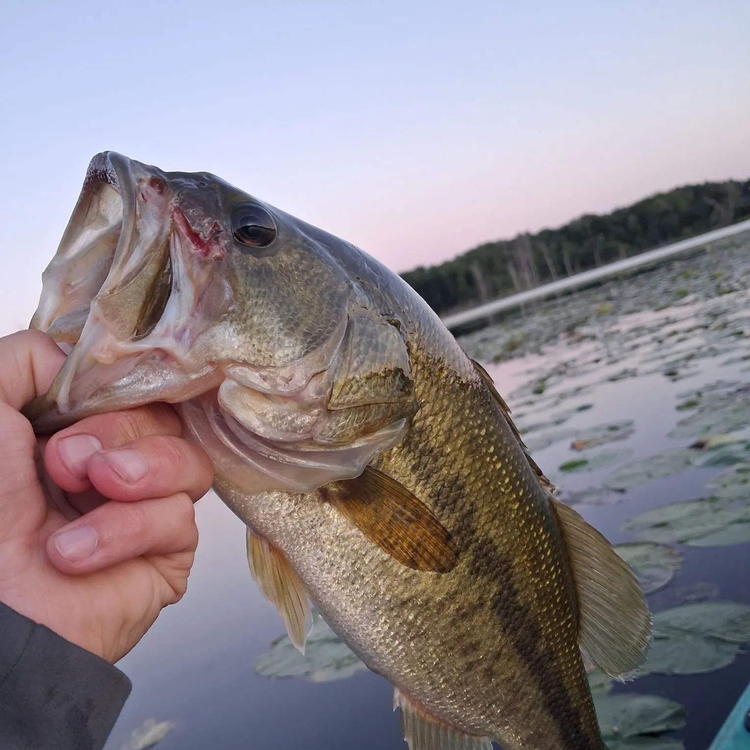 Largemouth bass caught on Fishbrain