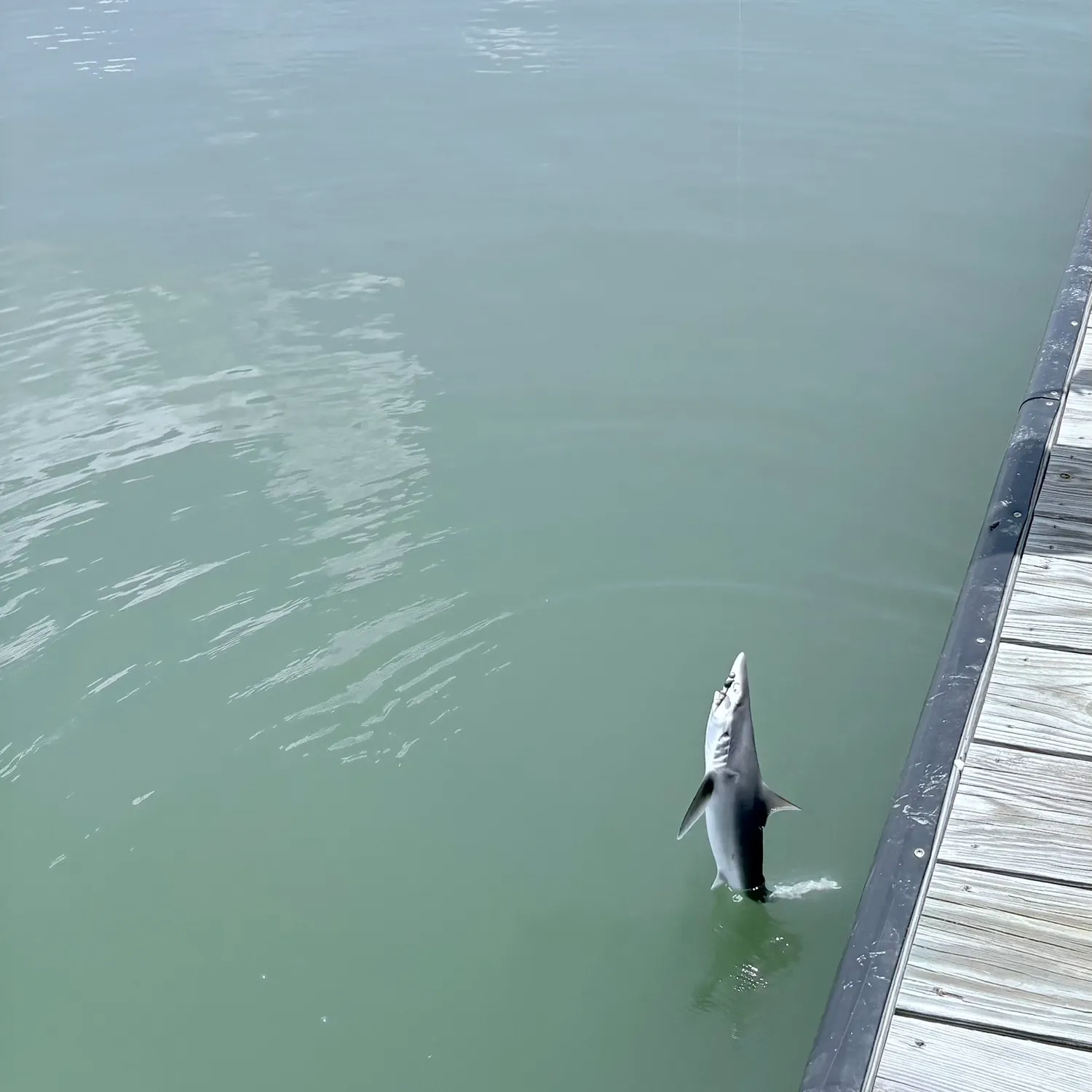The most recent Atlantic sharpnose shark catches on Fishbrain