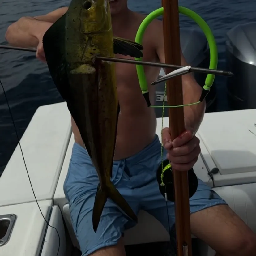 The most recent Common dolphinfish catches on Fishbrain
