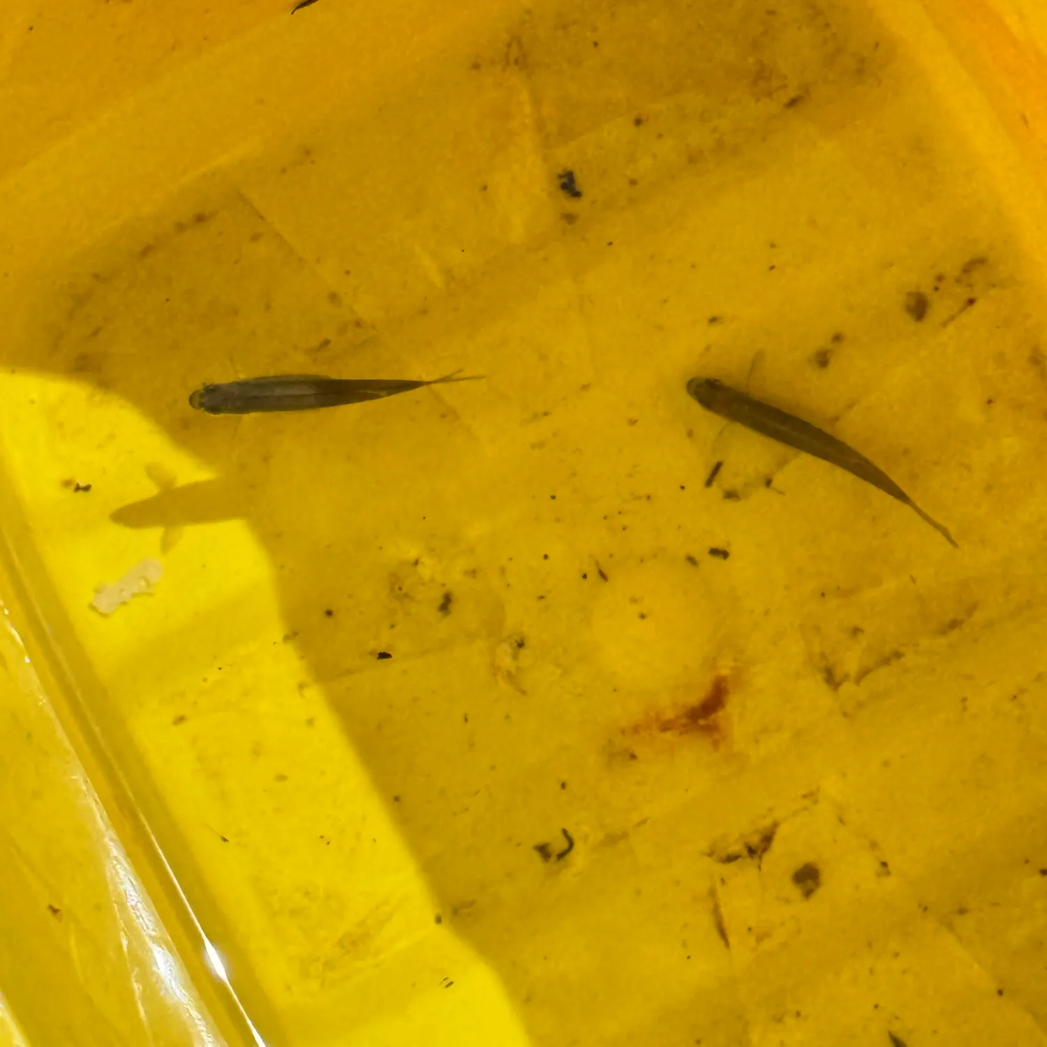 The most recent Fathead minnow catches on Fishbrain