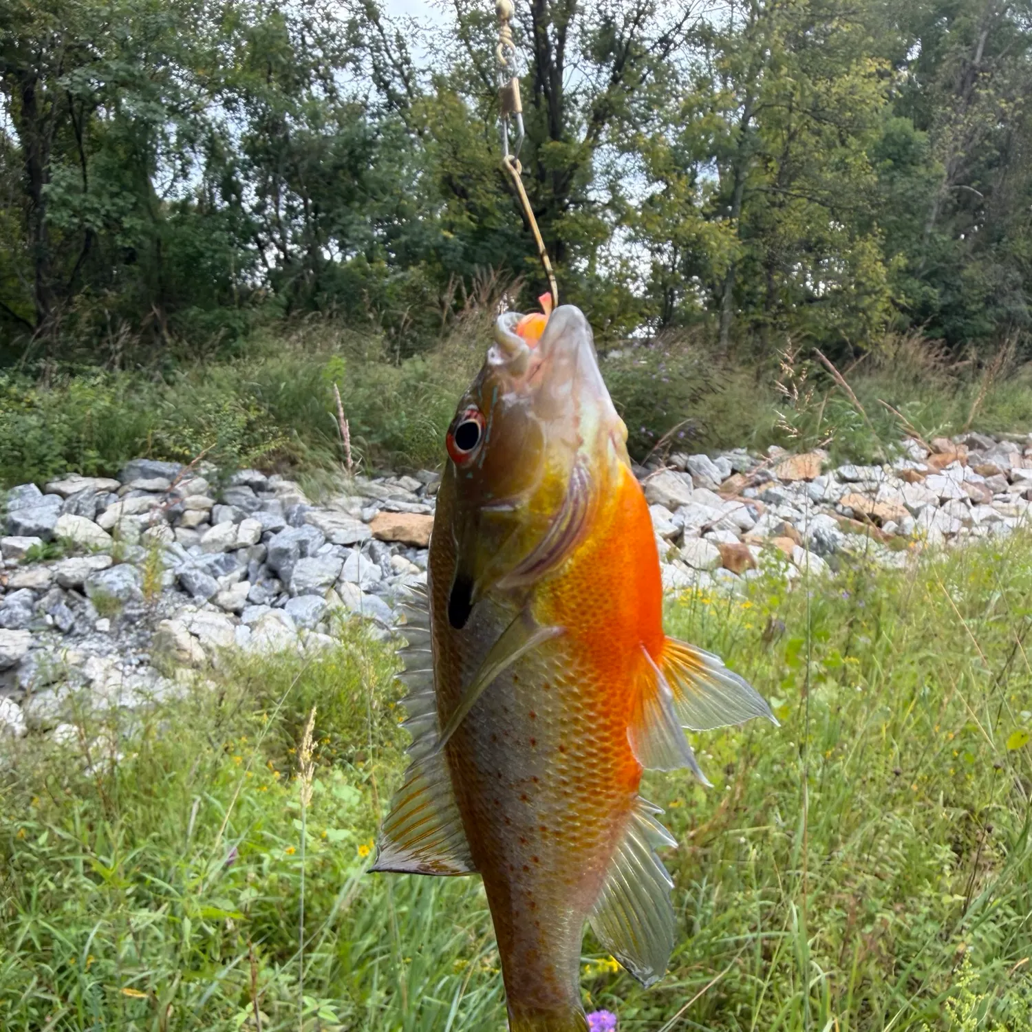 Redbreast sunfish caught on Fishbrain