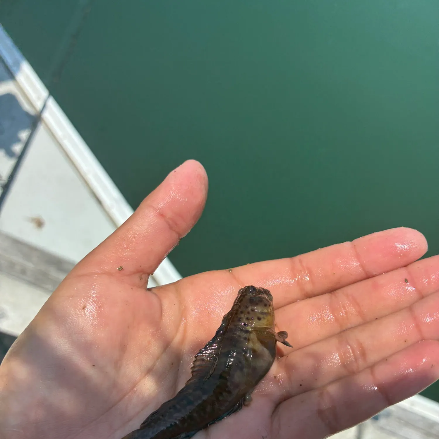The most recent Shanny catches on Fishbrain