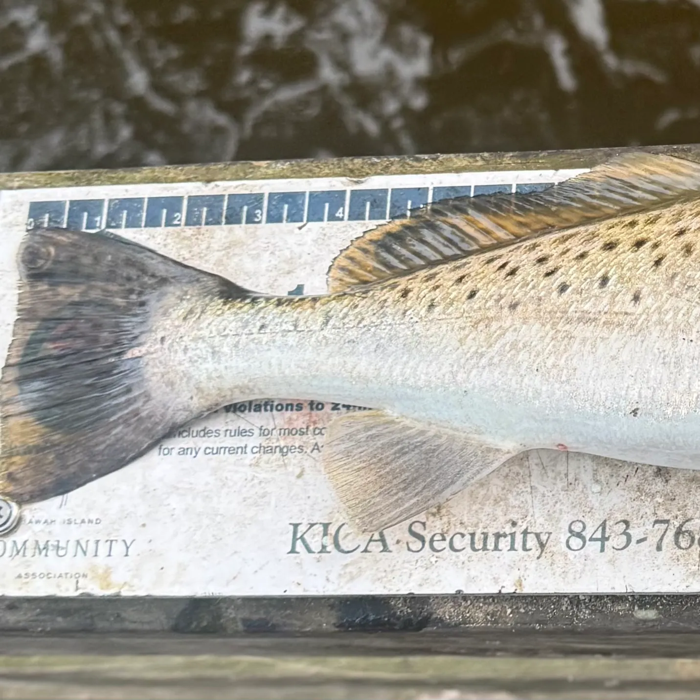 Spotted seatrout caught on Fishbrain
