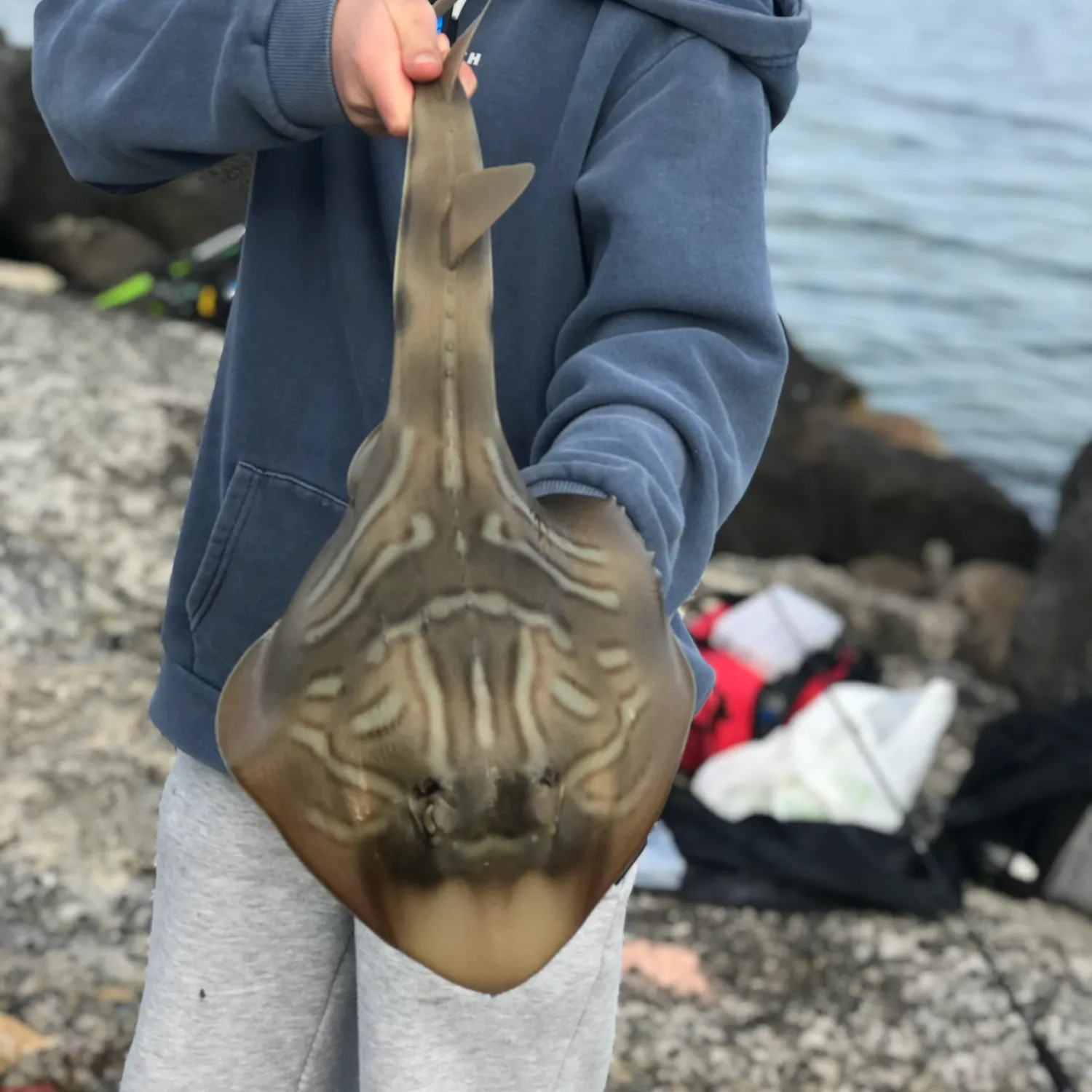 The most recent Southern fiddler catches on Fishbrain