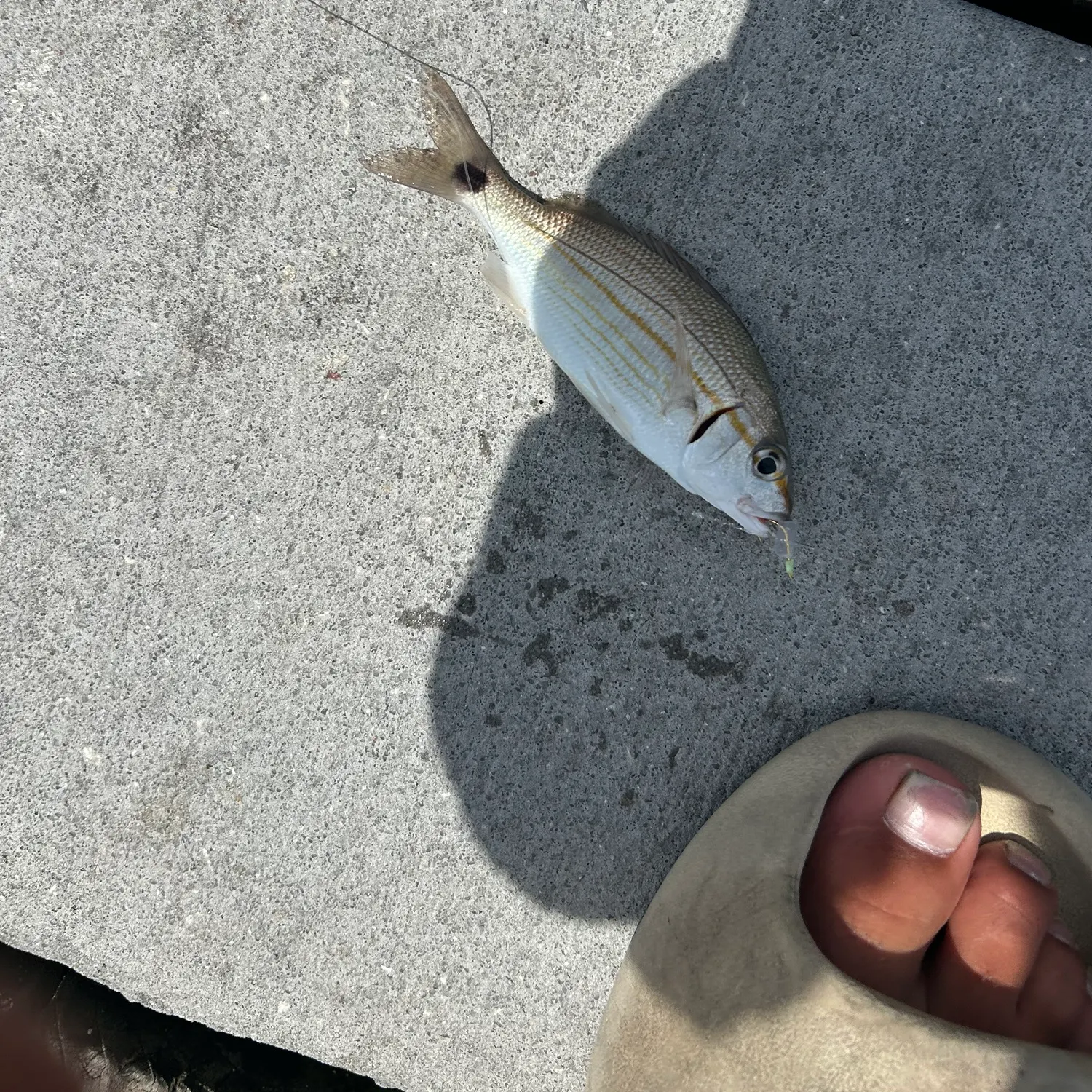 The most recent Tomtate grunt catches on Fishbrain