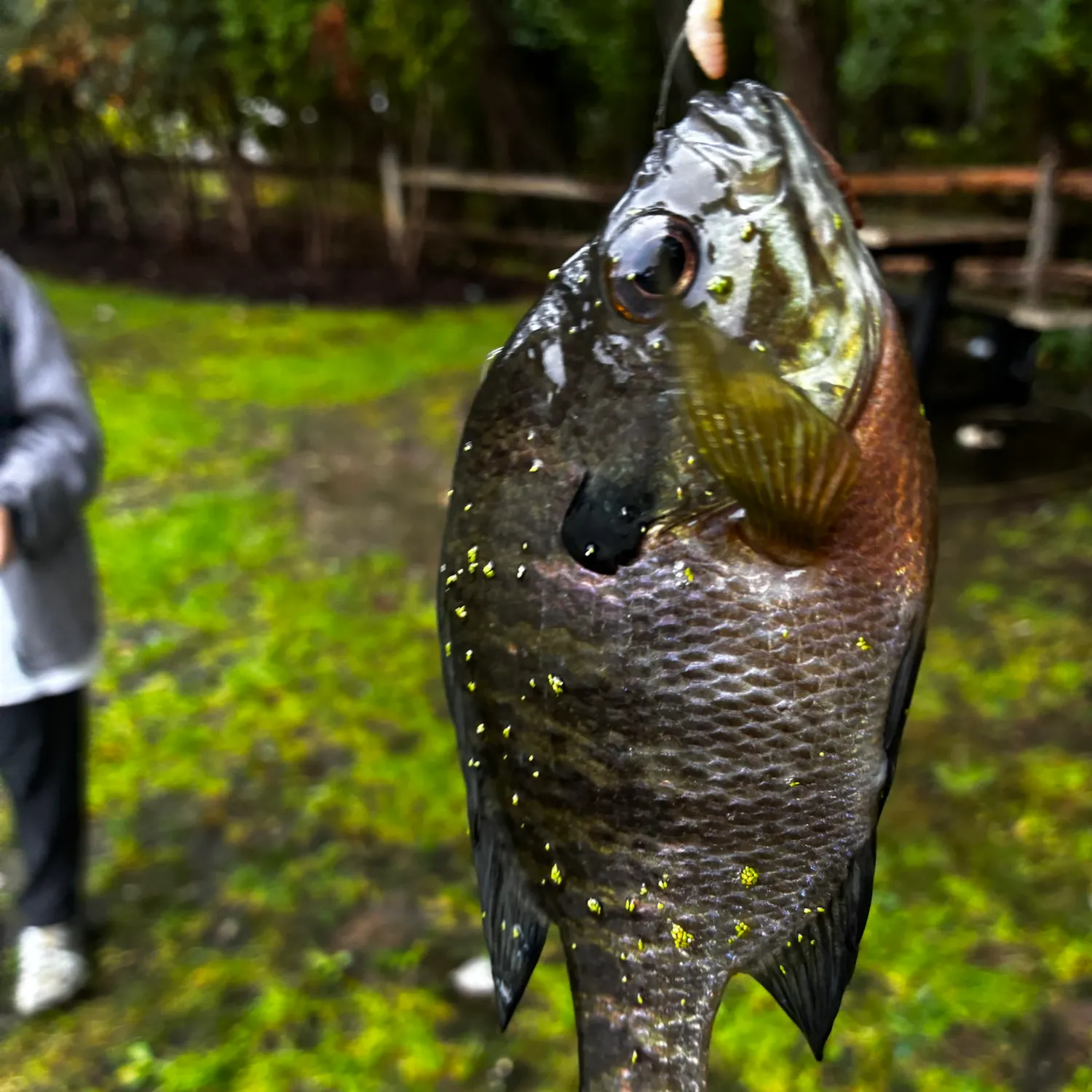 Bluegill caught on Fishbrain