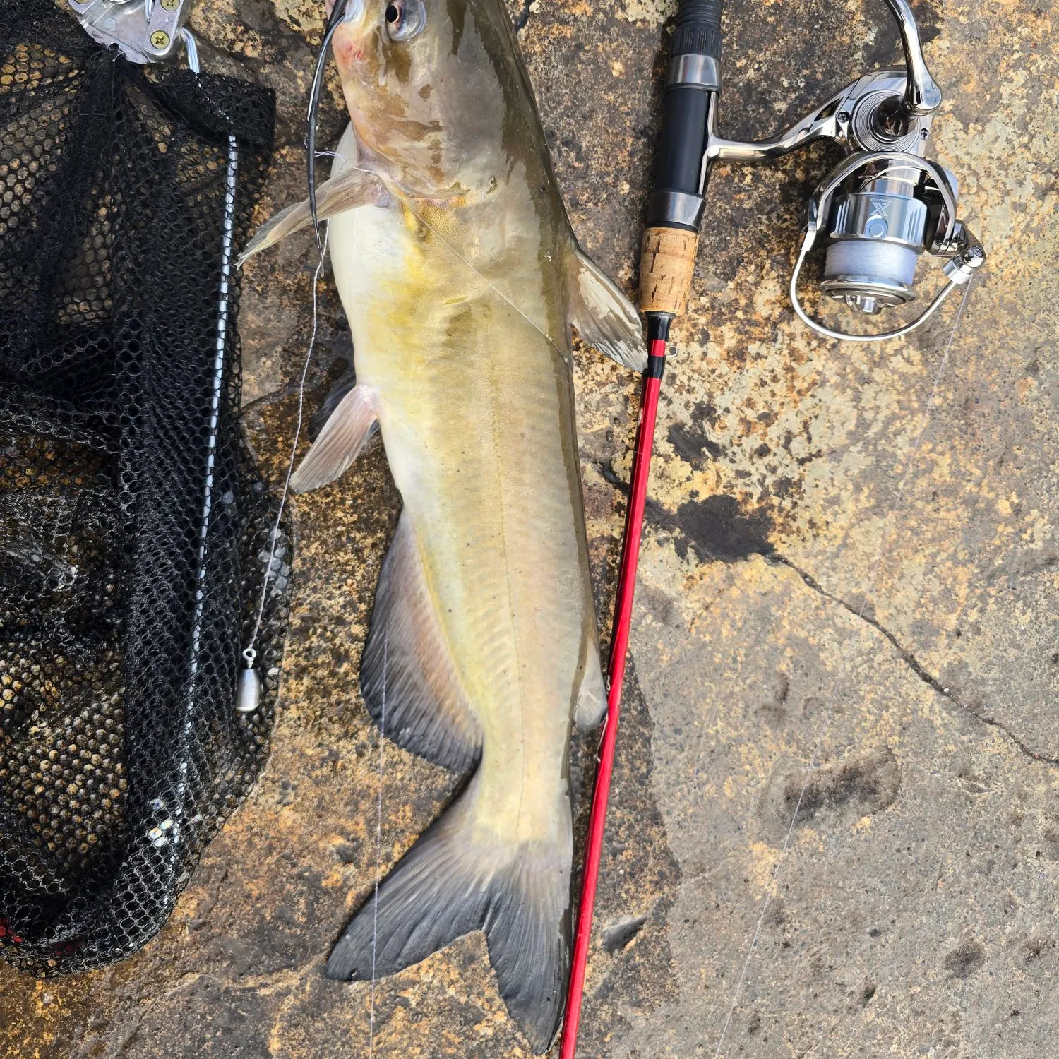Channel catfish caught on Fishbrain