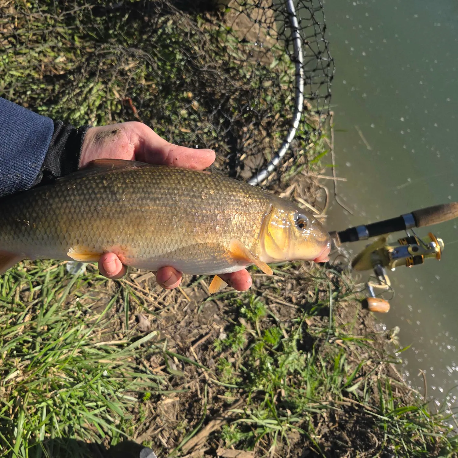 The most recent Spotted sucker catches on Fishbrain