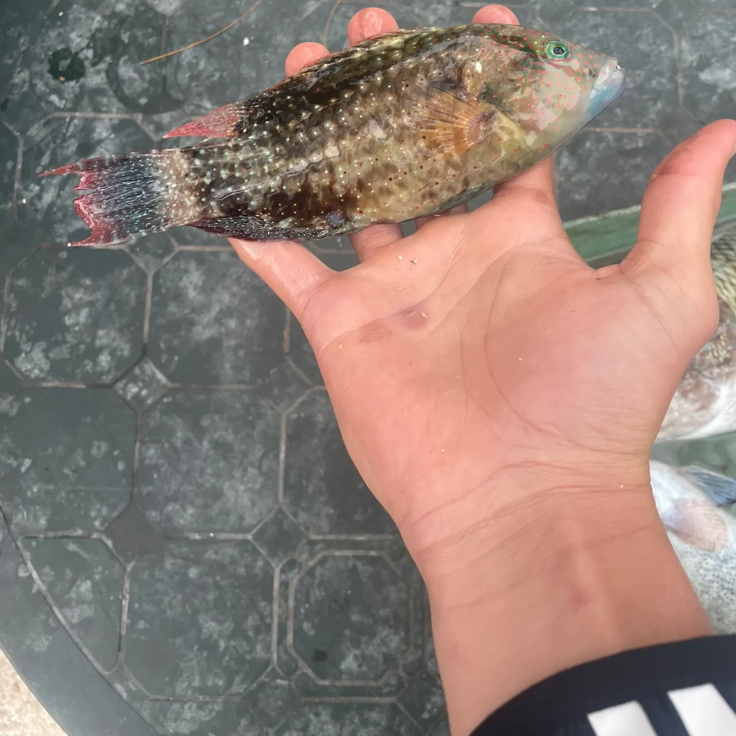 Floral wrasse caught on Fishbrain
