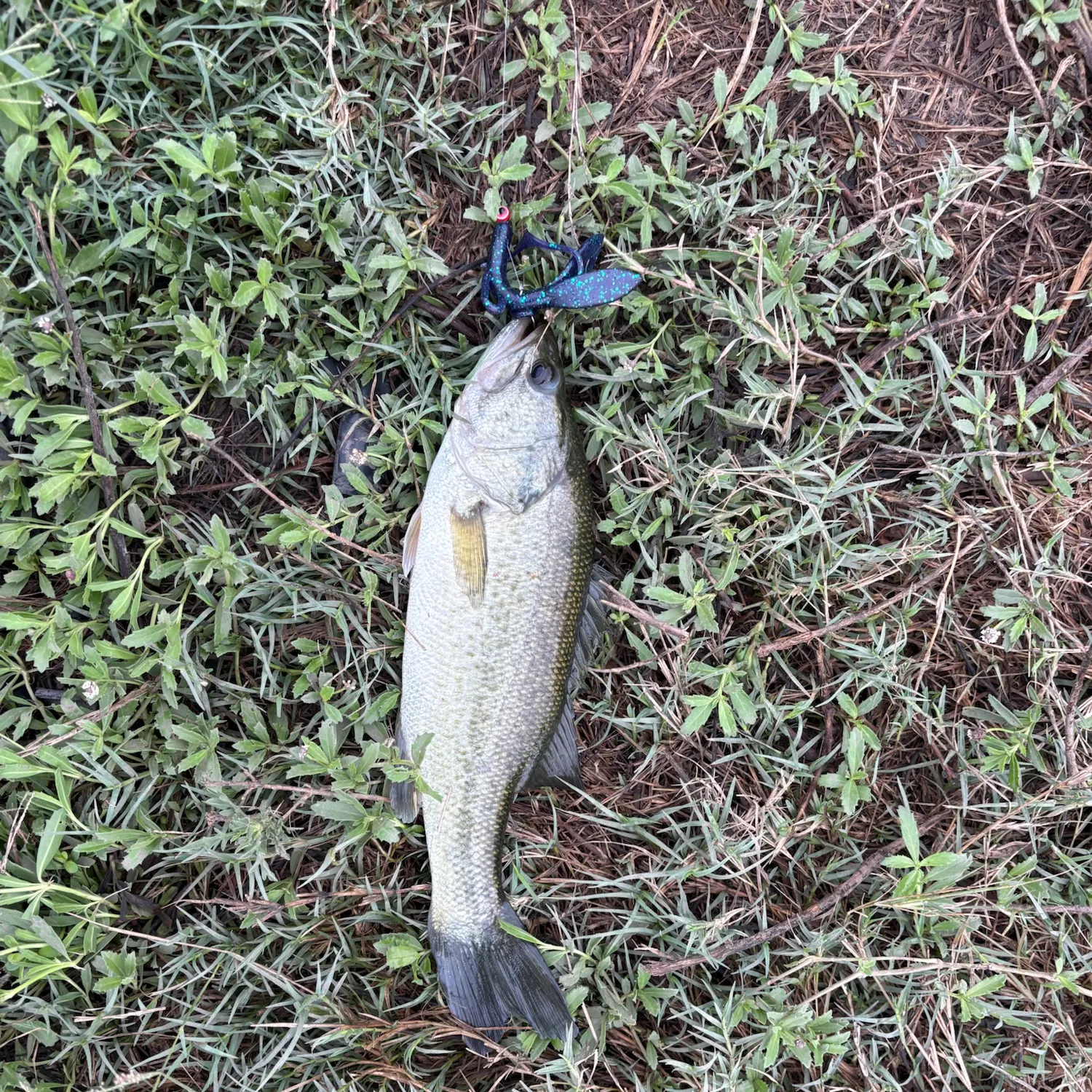Largemouth bass caught on Fishbrain
