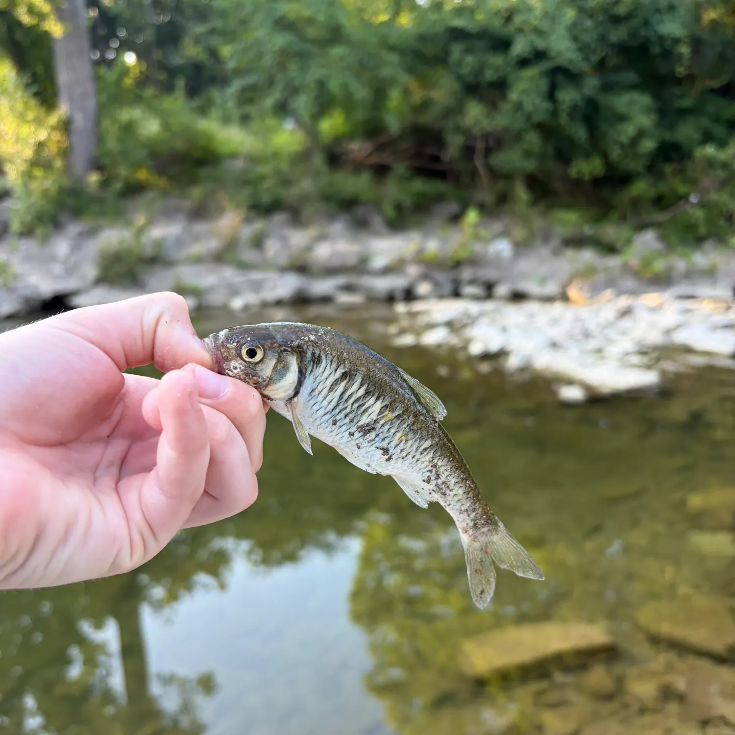 The most recent Striped shiner catches on Fishbrain