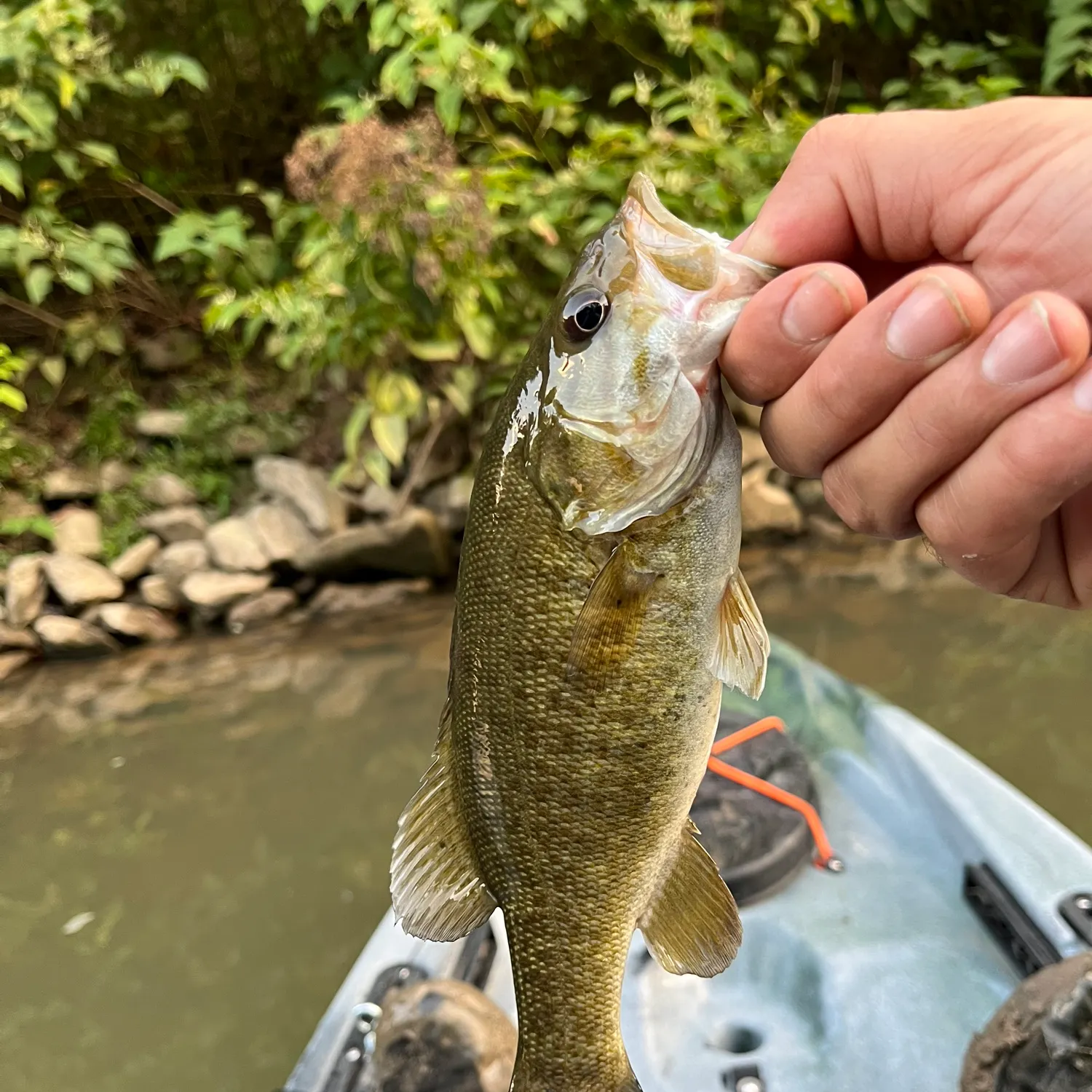 Smallmouth bass caught on Fishbrain