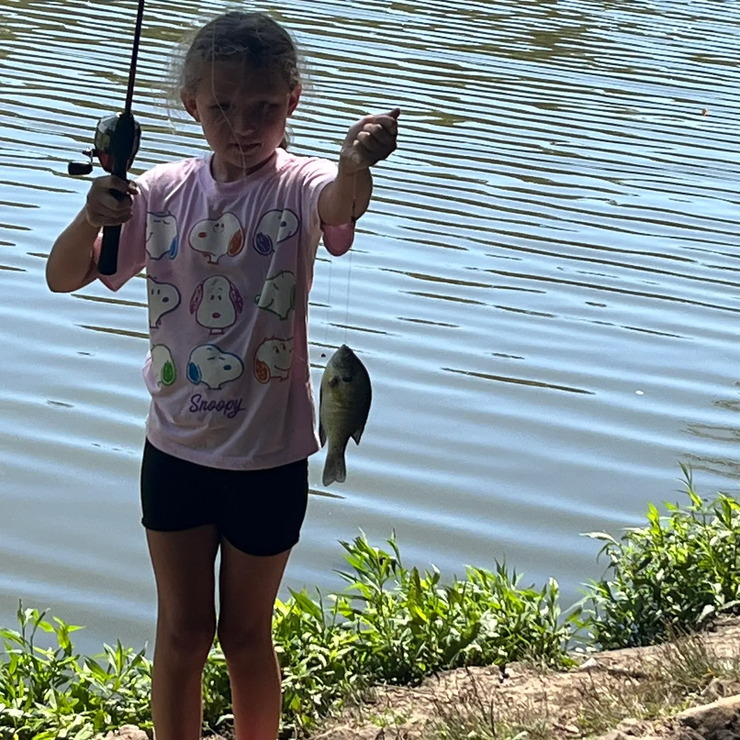 Bluegill caught on Fishbrain