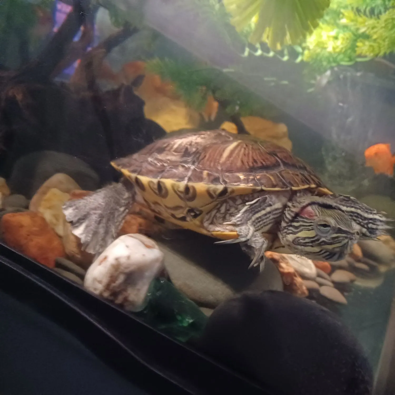 The most recent Pond slider turtle catches on Fishbrain