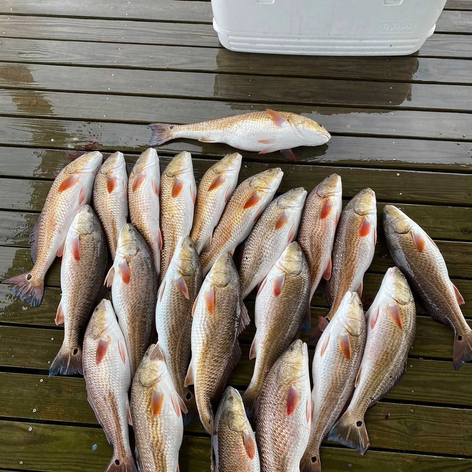 recently logged catches