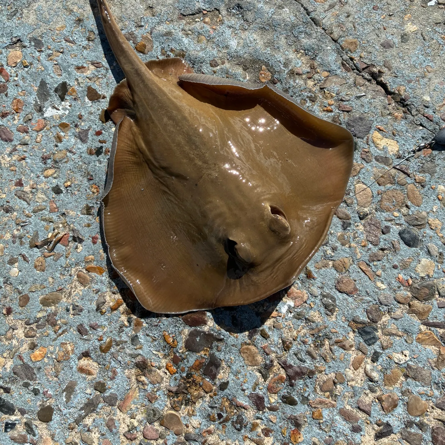 Common stingray caught on Fishbrain