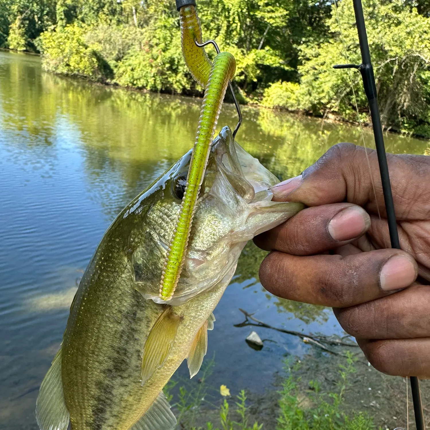Largemouth bass caught on Fishbrain
