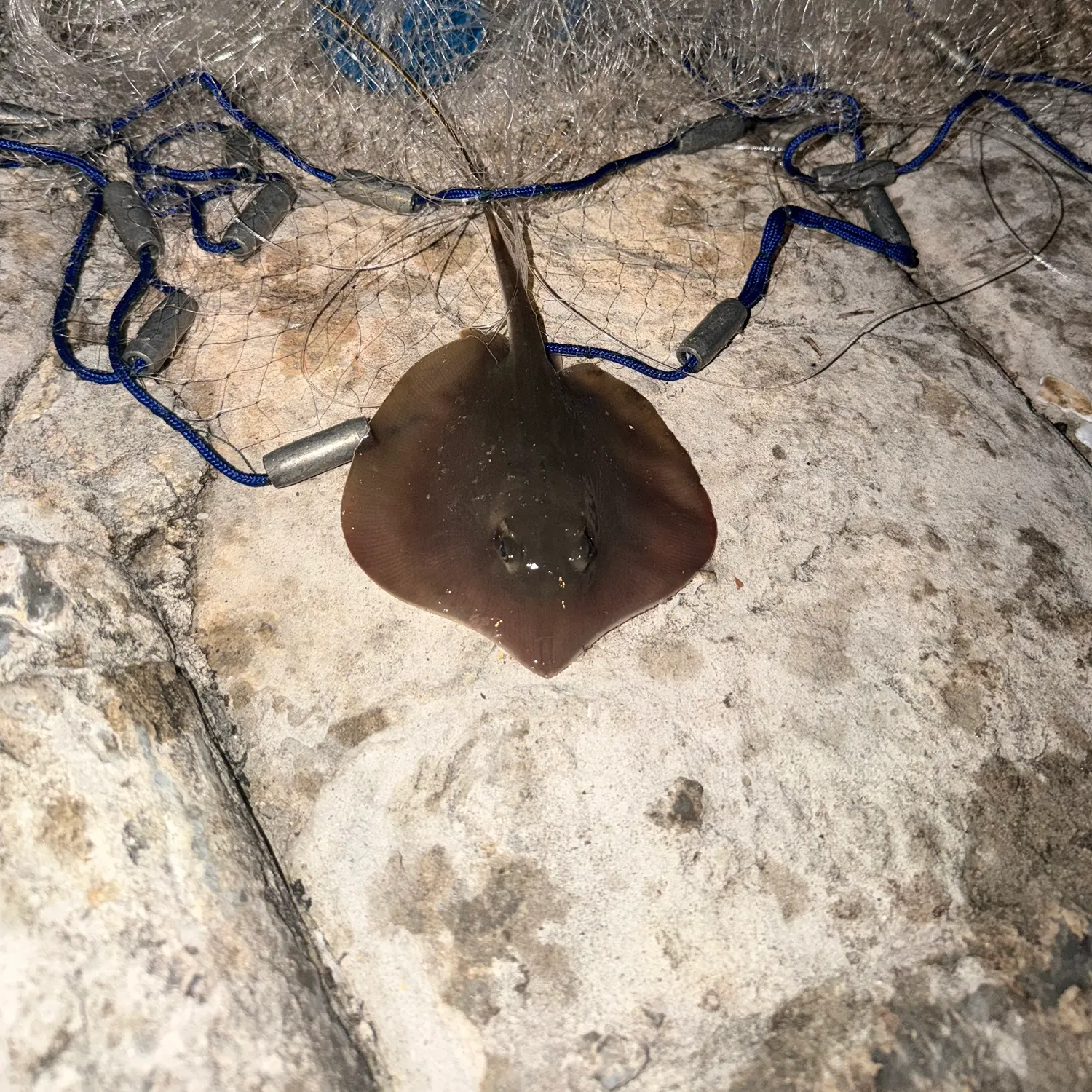 The most recent Atlantic stingray catches on Fishbrain