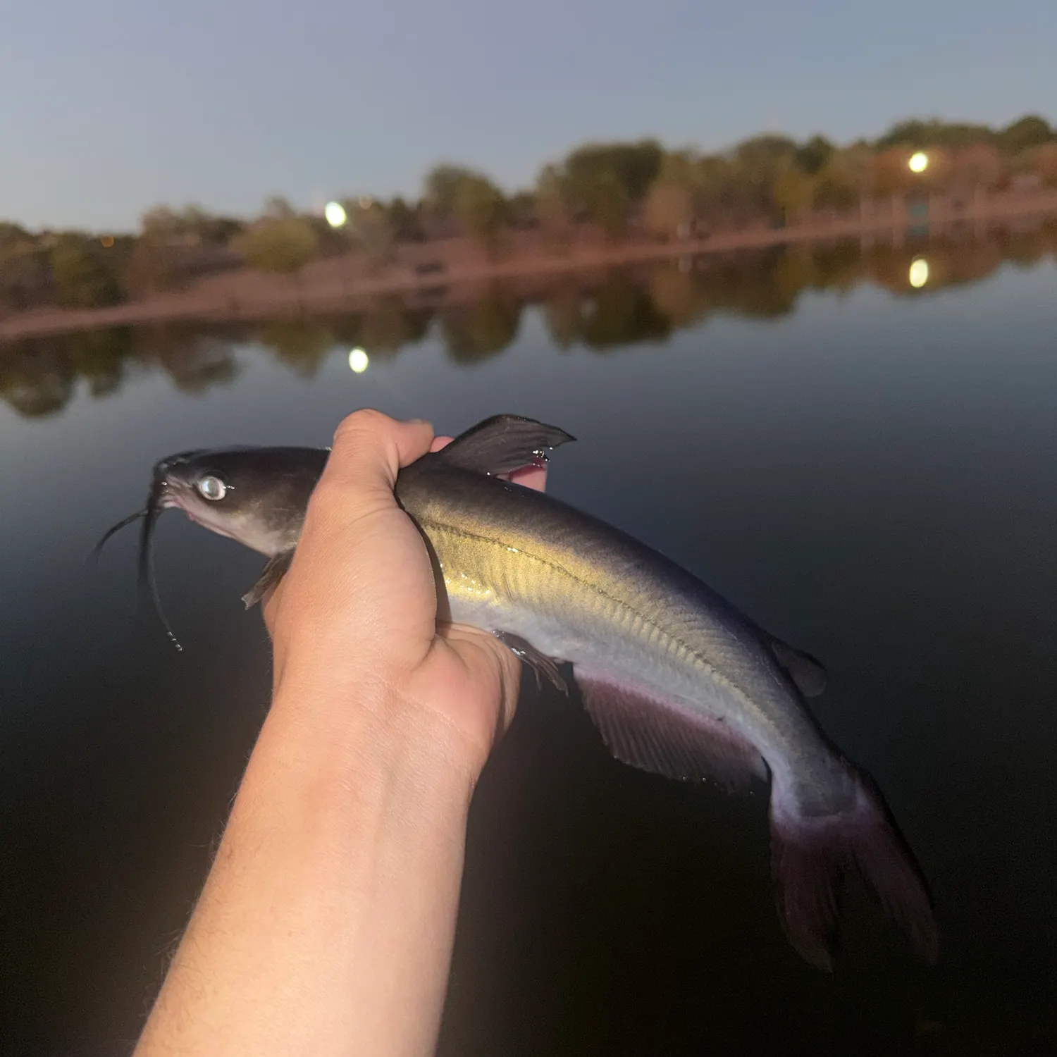 Channel catfish caught on Fishbrain