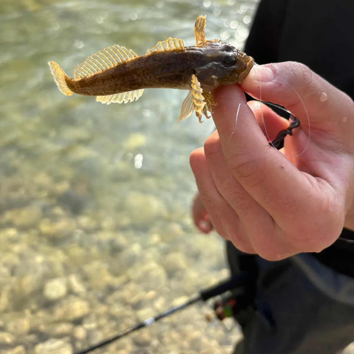 The most recent European bullhead catches on Fishbrain