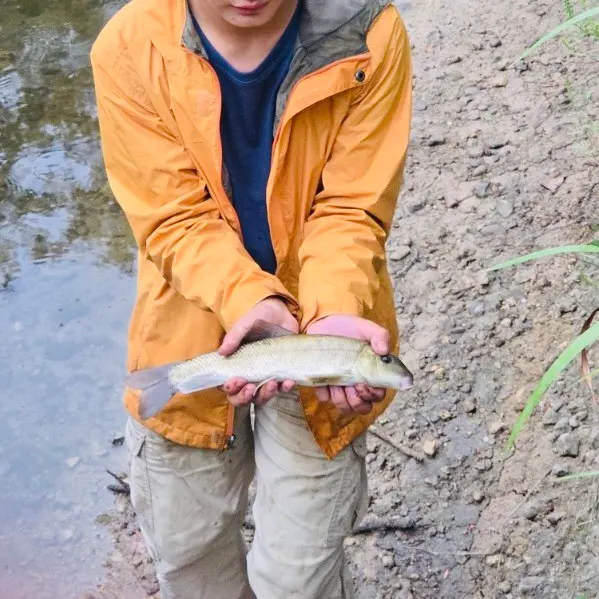 White sucker caught on Fishbrain