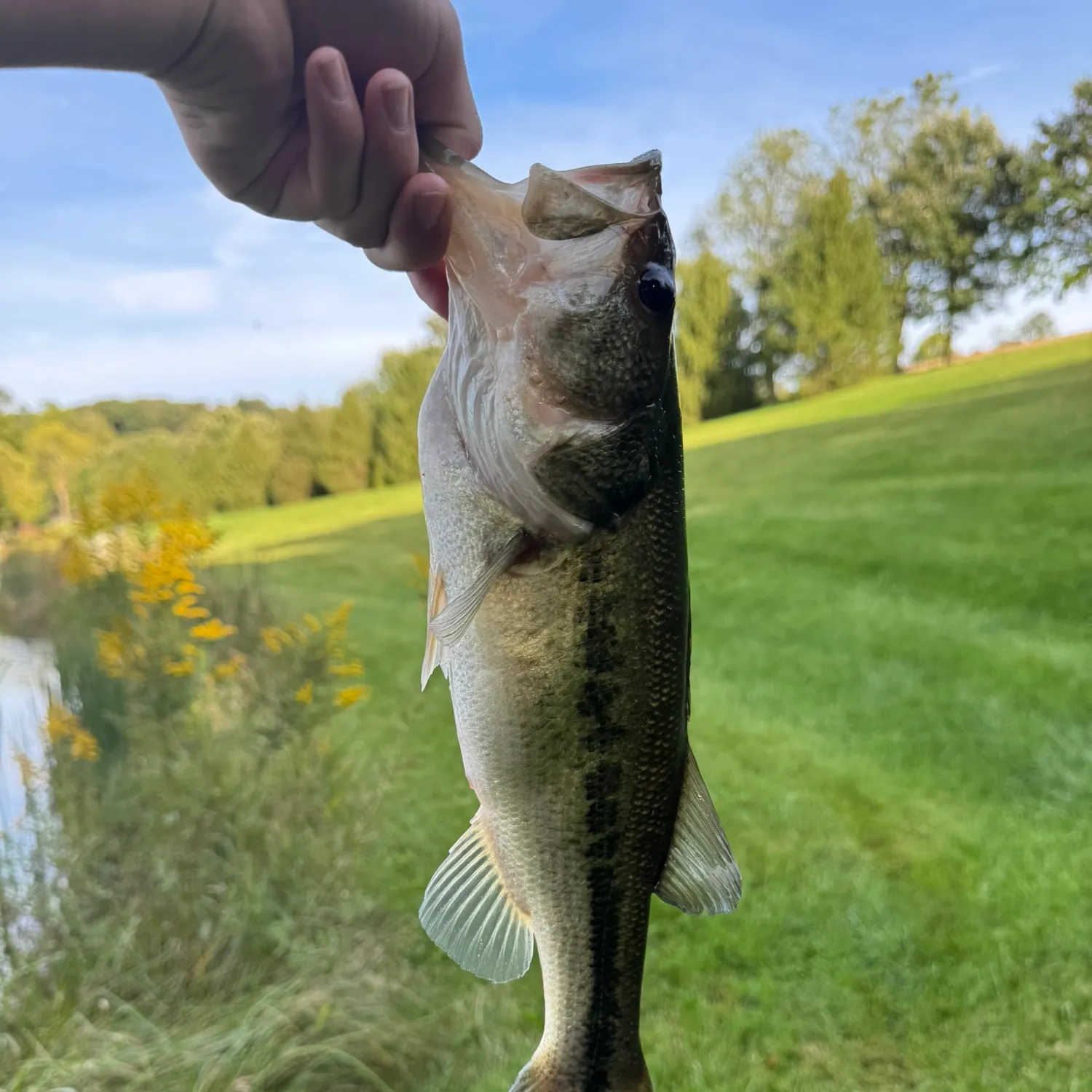 Largemouth bass caught on Fishbrain