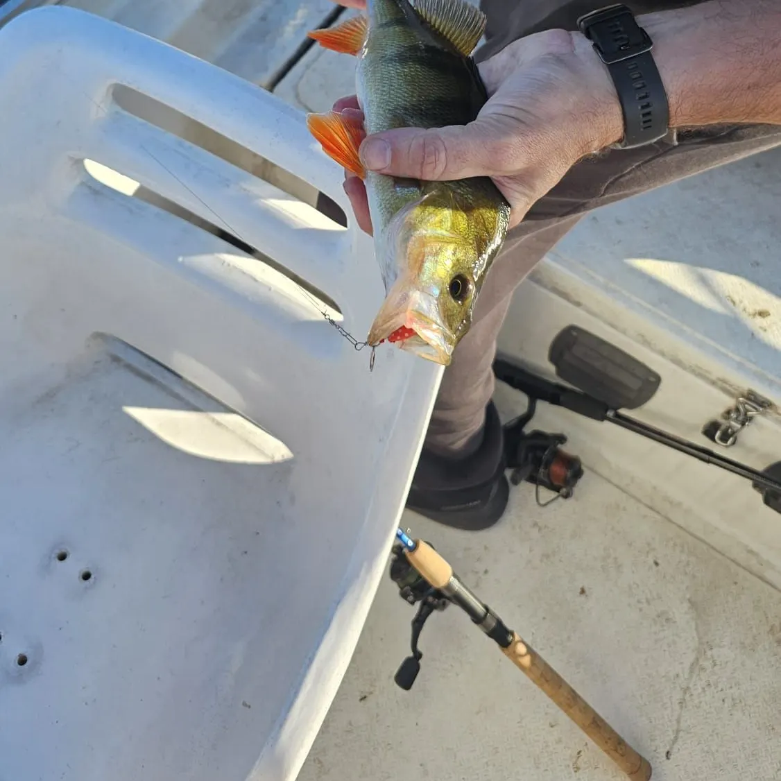 European perch caught on Fishbrain
