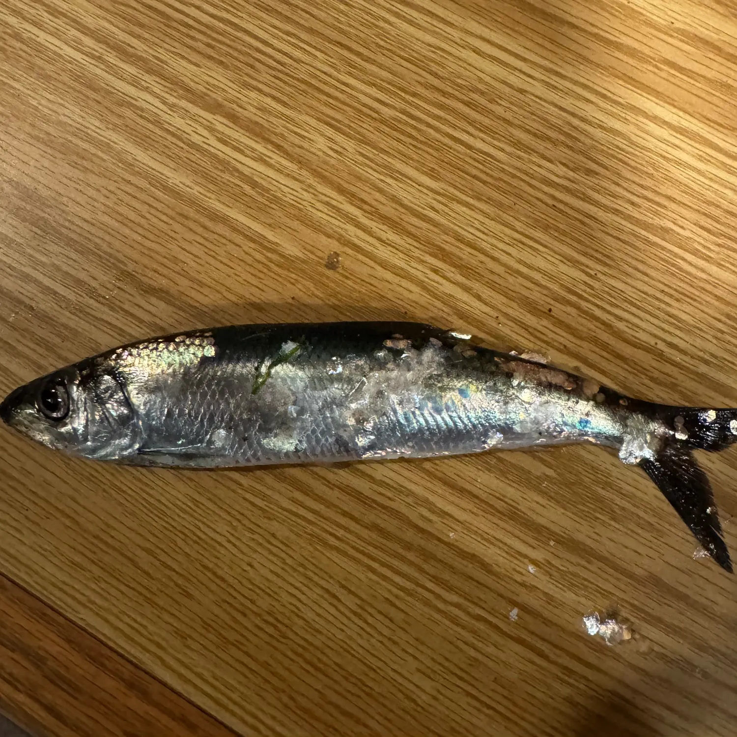Atlantic herring caught on Fishbrain